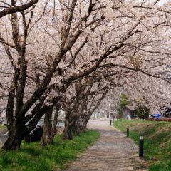 A poem : the cherry trees